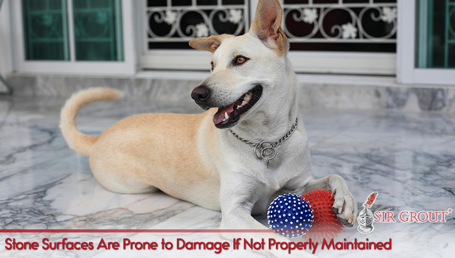 Our Professional Services and Periodical Maintenance Programs Will Give Pet Owners Peace of Mind Stone Surfaces Are Prone to Damage if Not Properly Maintained