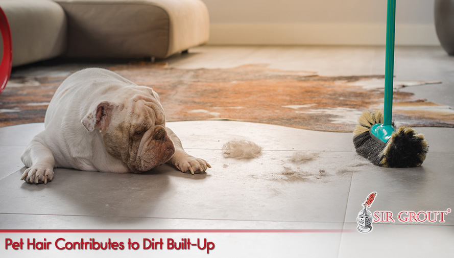 An Improper Diet Can Increase the Loss of Hair Pet Hair Contributes to Dirt Built-Up