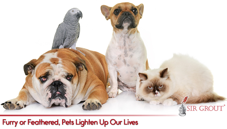 Contact Sir Grout If Your Pets Have Damaged Your Floors, Counters or Walls Furry or Feathered, Pets Lighten Up Our Lives