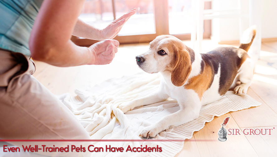 Sir Grout Can Give Extra Protection to your Hard Surfaces from Harmful Spills and Naughty Pets Even Well-Trained Pets Can Have Accidents