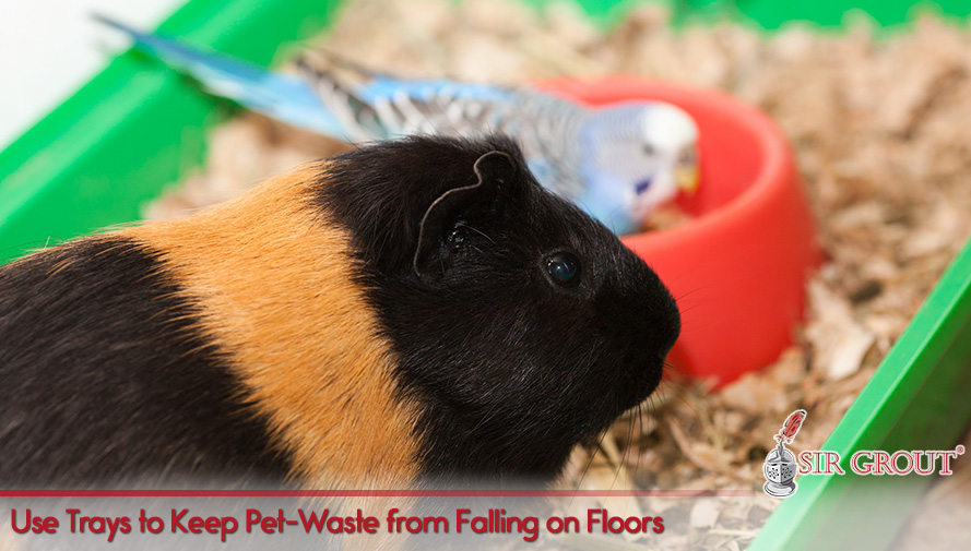 Mats Can Also Help Minimize the Impact of Spills in Hard Surfaces Use Trays to Keep Pet-Waste from Falling on Floors